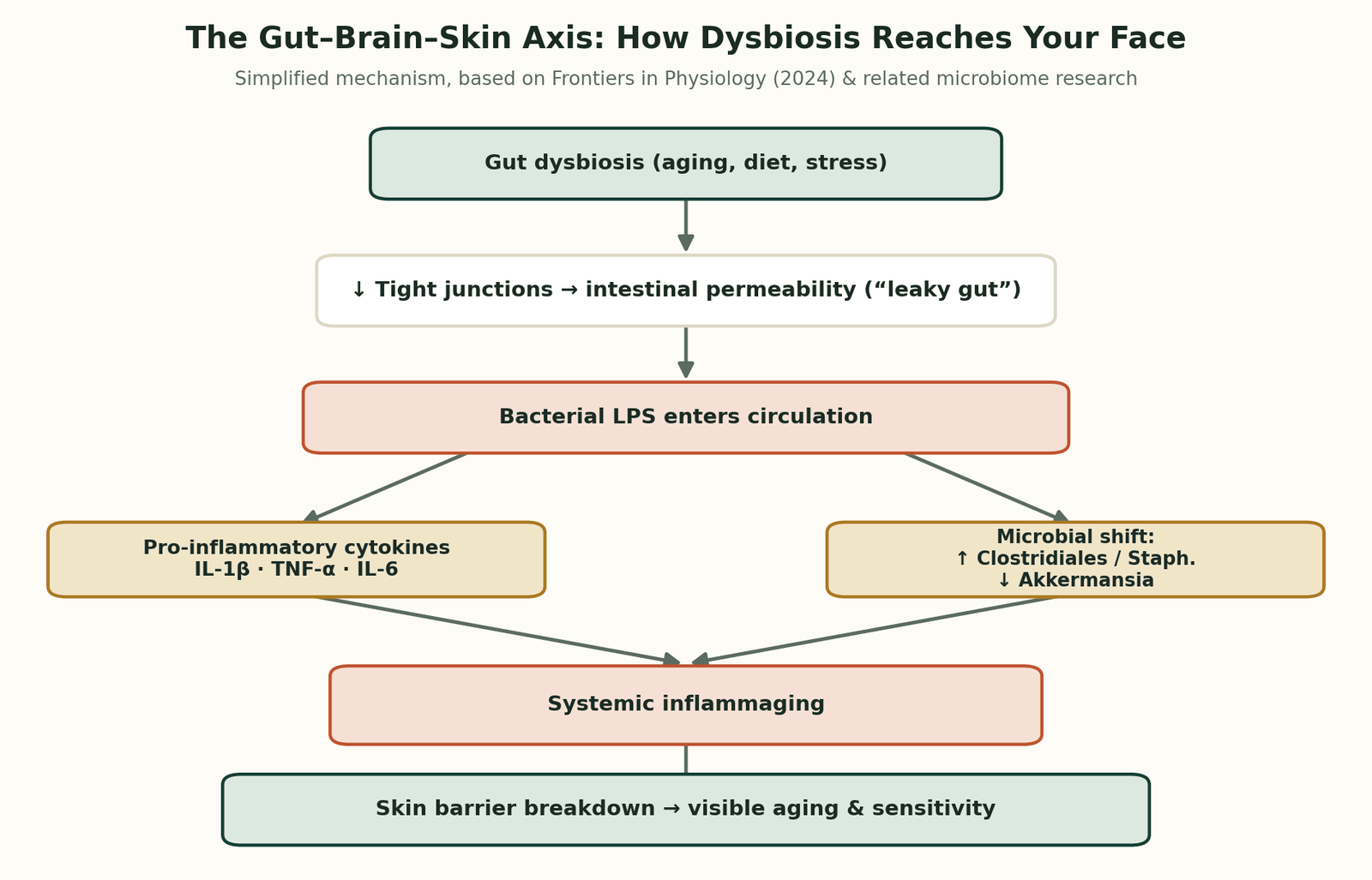 Flow diagram showing gut dysbiosis leading through leaky gut and inflammatory cytokines to skin barrier breakdown